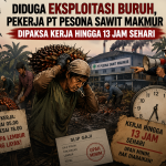 Exploitation on the palm oil plantation